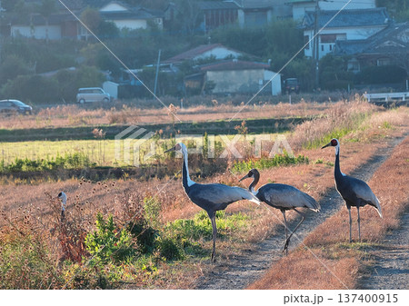 日本一のツルの越冬地　出水 137400915