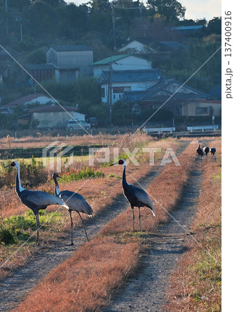 日本一のツルの越冬地 出水 日本一のツルの越冬地 出水 137400916