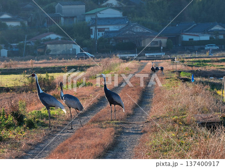 日本一のツルの越冬地 出水 日本一のツルの越冬地 出水 137400917