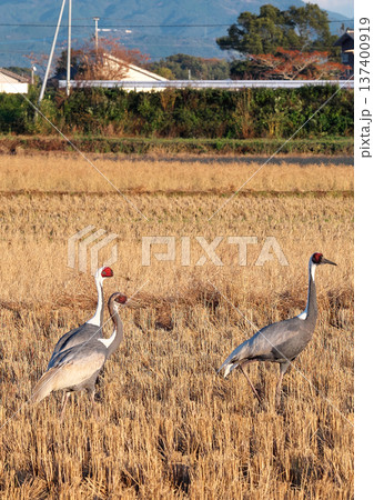 日本一のツルの越冬地　出水 137400919