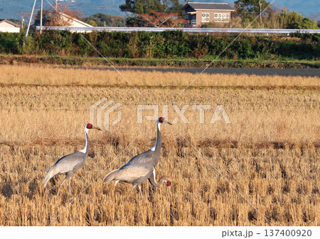 日本一のツルの越冬地 出水 日本一のツルの越冬地 出水 137400920