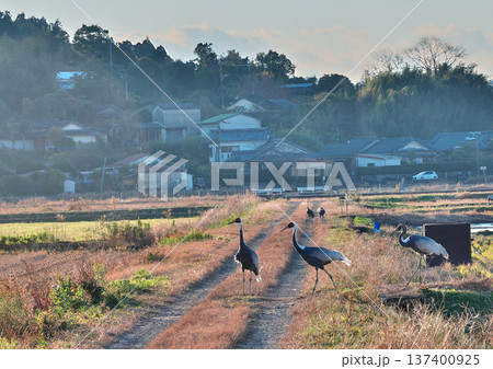 日本一のツルの越冬地 出水 日本一のツルの越冬地 出水 137400925