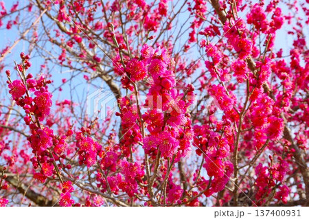 梅の花(大盃) 梅の花(大盃) 137400931
