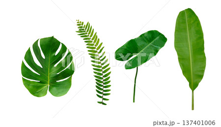 Monstera and banana green leaf isolated on white background. Monstera and banana green leaf isolated on white background. 137401006