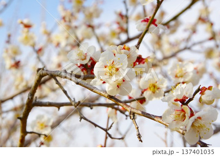 梅の花（十郎梅） 137401035