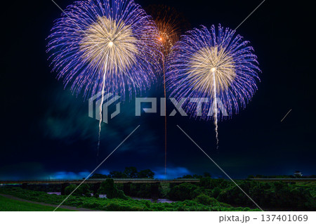 利根川に咲く大輪の花 利根川に咲く大輪の花 137401069