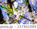 白い桜 137401089