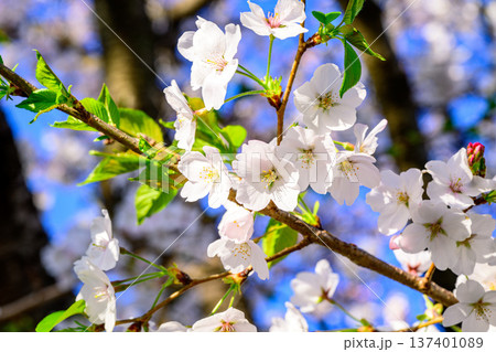 白い桜 137401089