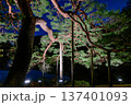 ライトアップされた松 137401093
