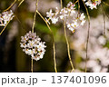 桜咲く 137401096