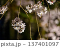 白い桜 137401097
