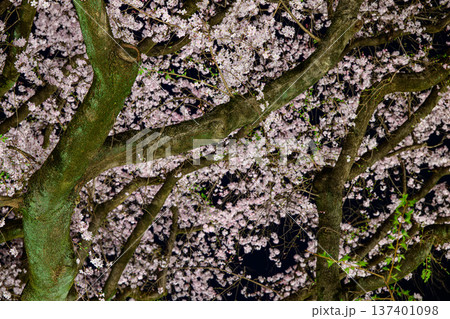 桜の木を見上げる 137401098