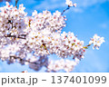 青空に映える桜 137401099