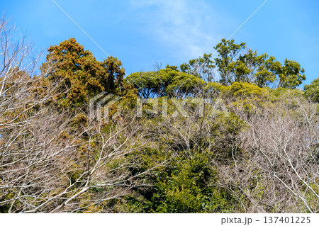 散歩の途中で見つけた春の風景 137401225