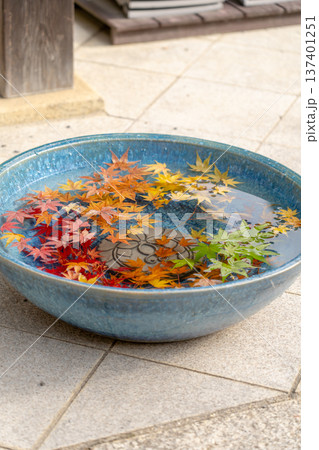 京都府長岡京市　西山　楊谷寺 (柳谷観音)　花手水　紅葉のもみじ（本堂の縁石） 137401251