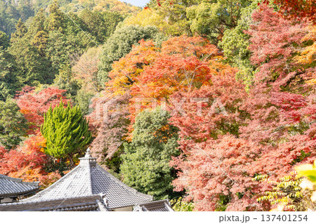 京都府長岡京市　西山　楊谷寺 (柳谷観音)　境内の紅葉（心参道から見下ろす景色） 137401254