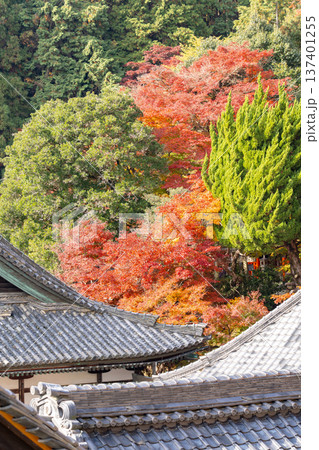 京都府長岡京市　西山　楊谷寺 (柳谷観音)　境内の紅葉（心参道から見下ろす景色） 137401255