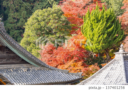 京都府長岡京市　西山　楊谷寺 (柳谷観音)　境内の紅葉（心参道から見下ろす景色） 137401256