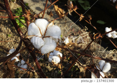 12月冬を越す種子を包む白いフカフカの綿毛 12月冬を越す種子を包む白いフカフカの綿毛 137401300