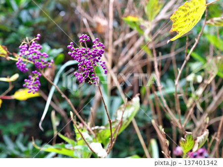 オオムラサキシキブ オオムラサキシキブ 137401342