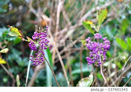 オオムラサキシキブ 137401343