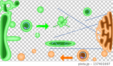 Schematic diagram of vesicle transport from the endoplasmic reticulum to the Golgi apparatus Schematic diagram of vesicle transport from the endoplasmic reticulum to the Golgi apparatus 137401697