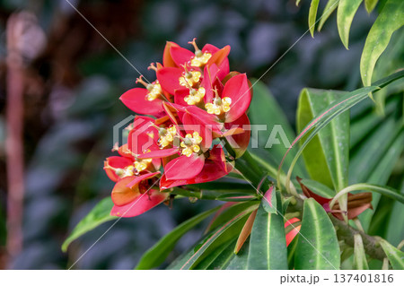 ユーフォルニア・プニケア、別名はジャマイカポインセチア 137401816