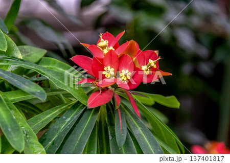 ユーフォルニア・プニケア、別名はジャマイカポインセチア ユーフォルニア・プニケア、別名はジャマイカポインセチア 137401817