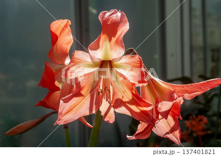 アマリリスと呼ぶこともあるヒッペアストルム【ヒガンバナ科】 137401821