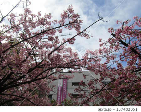 満開の稲毛海岸駅前河津桜 137402051
