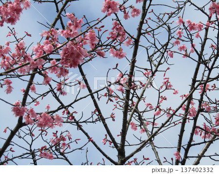満開の稲毛海岸駅前河津桜 137402332