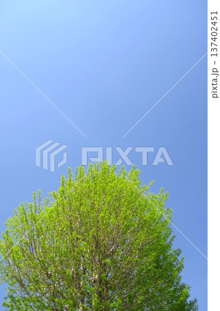 春の朝の新緑の銀杏の木と青空 137402451