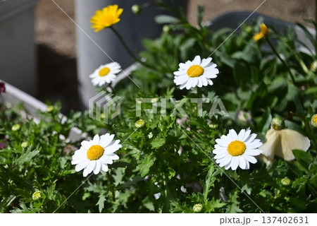 春の花壇に咲く白いノースポールと黄色い花 春の花壇に咲く白いノースポールと黄色い花 137402631