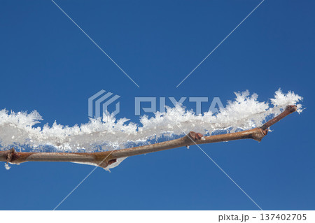 shot of ice crystals. Winter pattern with white snowflakes on the background of the blue sky 137402705