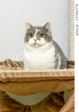 Cute pet cat of the British shorthair breed on the cat tree at home Cute pet cat of the British shorthair breed on the cat tree at home 137402776
