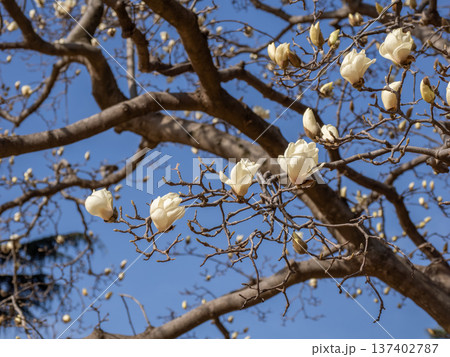 公園で開花し始めたハクモクレン（白木蓮） 137402787
