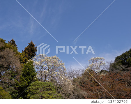 公園で開花し始めたハクモクレン（白木蓮） 137402795