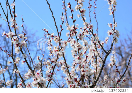 Positive emotion.White fruit spring flowers in sunny day Positive emotion.White fruit spring flowers in sunny day 137402824