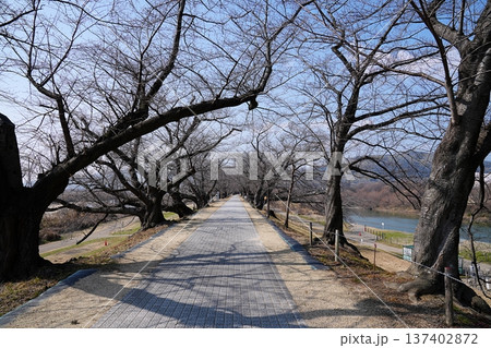 京都 八幡市 淀川三川の背割堤(木津川・宇治川間)(西方向、初春) 京都 八幡市 淀川三川の背割堤(木津川・宇治川間)(西方向、初春) 137402872