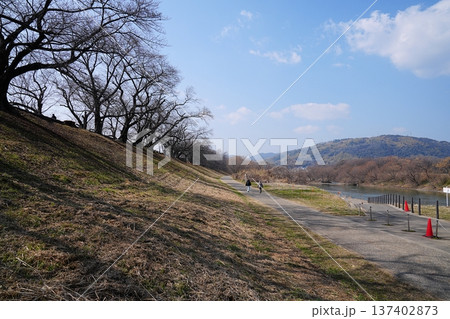 京都　八幡市　淀川三川の宇治川側から見た背割堤（西方向、初春） 137402873