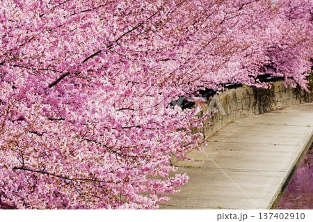 青空に映える河津桜 青空に映える河津桜 137402910