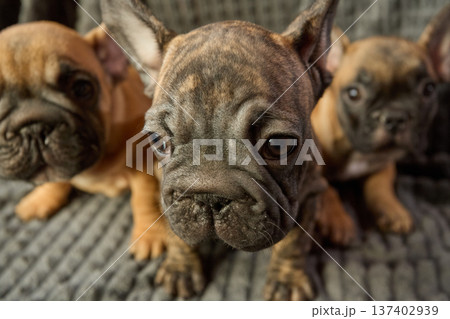 Close-up of a brindle against a background of red ones. A plush trio. Cute French bulldog puppies. Fidgety little ones 137402939