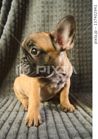 Cute plush French bulldog puppy 137402941
