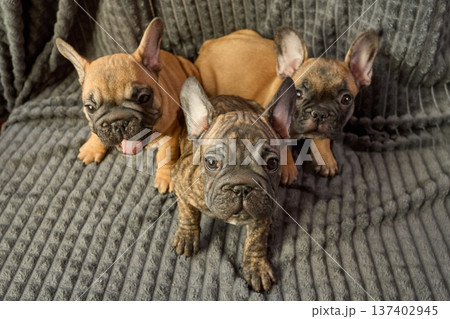 A funny trio. A cute French bulldog puppy. A questioning face. Fluffy ears. Close-up. One is yawning 137402945