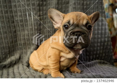 A full-length portrait of a red-haired French Bulldog puppy, sitting. A full-length portrait of a red-haired French Bulldog puppy, sitting. 137402946