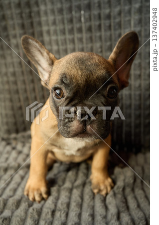 Vertical photo. A frontal portrait of a red-haired French Bulldog puppy. 137402948