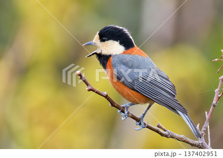 早春、さえずるヤマガラ 137402951