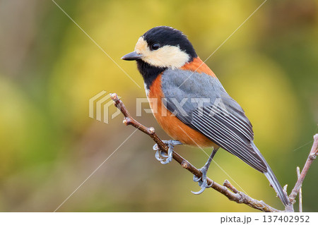 ヤマガラの全身、側面 ヤマガラの全身、側面 137402952