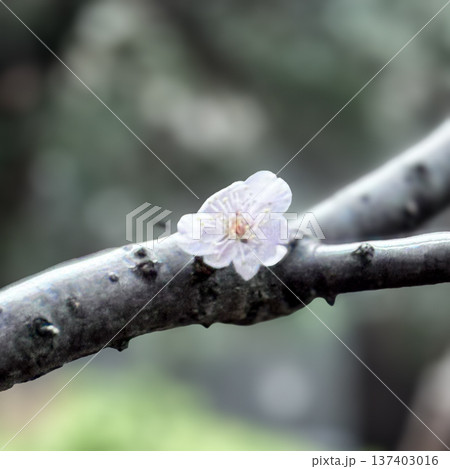 1輪の白い梅の花 137403016