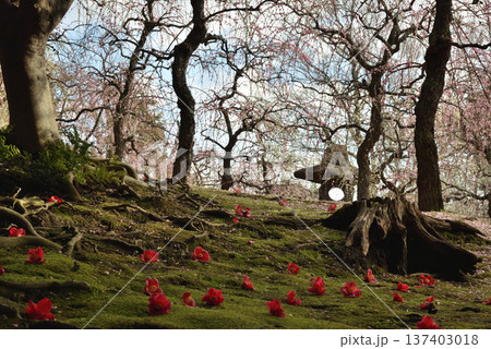 早春の城南宮神苑　しだれ梅と落ち椿(京都市伏見区) 137403018